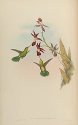Chrysobronchus viridicauda = Amazilia viridicauda